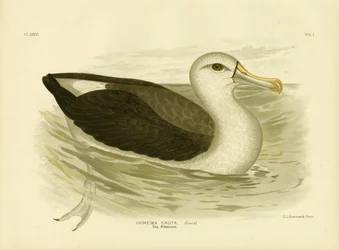 Albatros à tête blanche, 1891